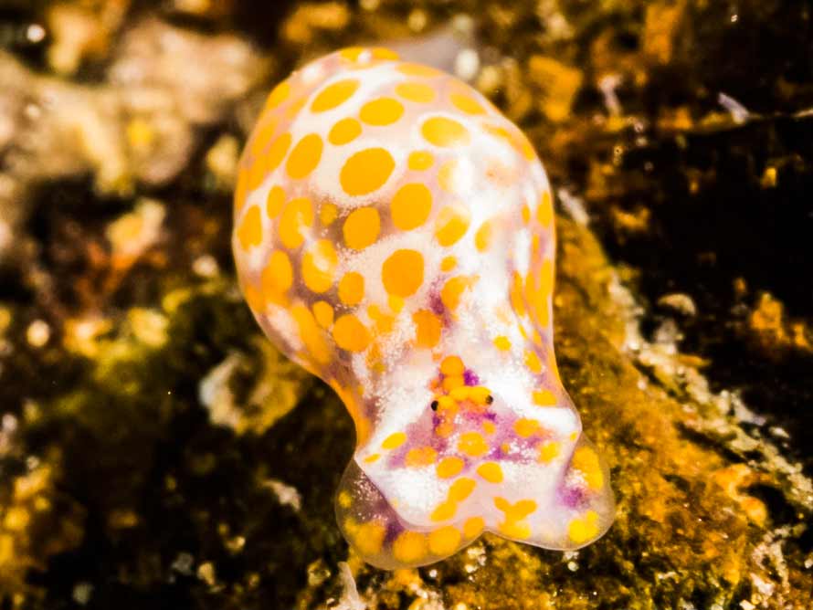 Lamprohaminoea ovalis